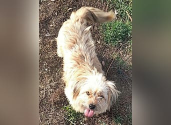 Coca, anhänglich und lieb