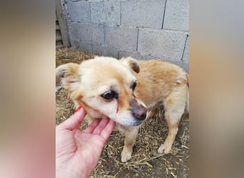 Luky sucht ein Gnadenplätzchen