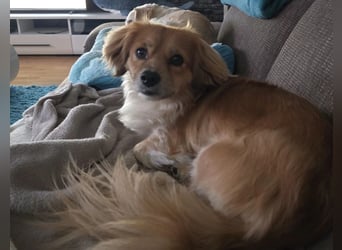 ELENORA - sanfte Herzenshündin sucht ihr Happy End