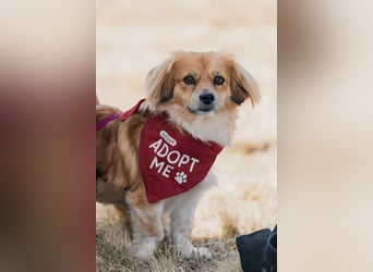 ELENORA - sanfte Herzenshündin sucht ihr Happy End