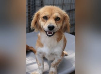 ELENORA - sanfte Herzenshündin sucht ihr Happy End