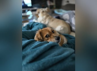 ELENORA - sanfte Herzenshündin sucht ihr Happy End