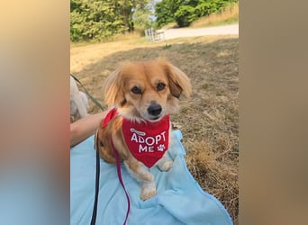 ELENORA - sanfte Herzenshündin sucht ihr Happy End