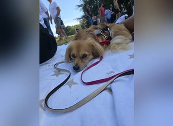 ELENORA - sanfte Herzenshündin sucht ihr Happy End