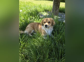 ELENORA - sanfte Herzenshündin sucht ihr Happy End