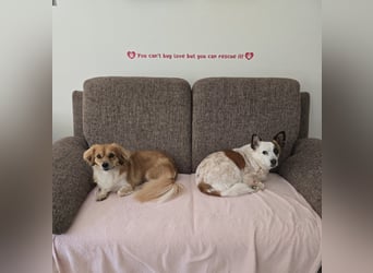 ELENORA - sanfte Herzenshündin sucht ihr Happy End