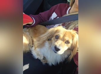 ELENORA - sanfte Herzenshündin sucht ihr Happy End