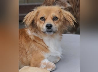 ELENORA - sanfte Herzenshündin sucht ihr Happy End