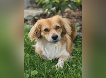 ELENORA - sanfte Herzenshündin sucht ihr Happy End