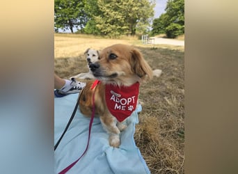 ELENORA - sanfte Herzenshündin sucht ihr Happy End