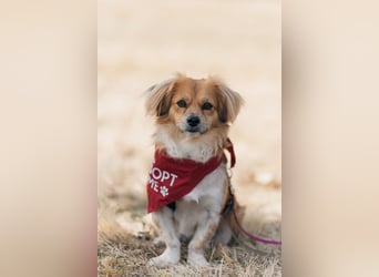 ELENORA - sanfte Herzenshündin sucht ihr Happy End