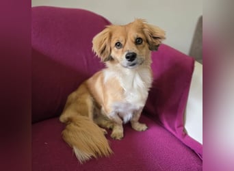 ELENORA - sanfte Herzenshündin sucht ihr Happy End