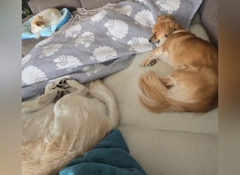 ELENORA - sanfte Herzenshündin sucht ihr Happy End