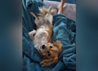 ELENORA - sanfte Herzenshündin sucht ihr Happy End