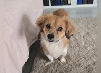 kleine, sanfte ELENORA