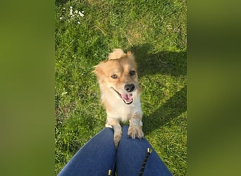 ELENORA - sanfte Herzenshündin sucht ihr Happy End