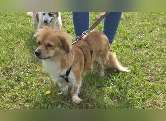 ELENORA - sanfte Herzenshündin sucht ihr Happy End