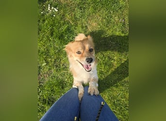 ELENORA - sanfte Herzenshündin sucht ihr Happy End