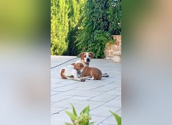 Wunderbare TUCA- will ihr Herz verschenken und sucht ihr liebevolles Für-immer-Zuhause