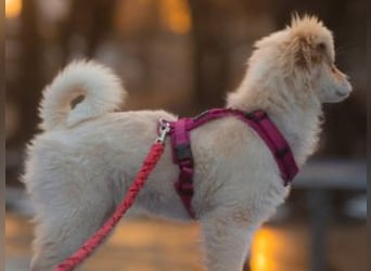 KIBA-ist verspielt und verschmust… ach, sie ist einfach zum Verlieben