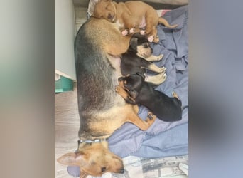 ARLÉS-kennt streichelnde Hände, Artgenossen, Liebe und Fürsorge jetzt ist er bereit für sein Zuhause