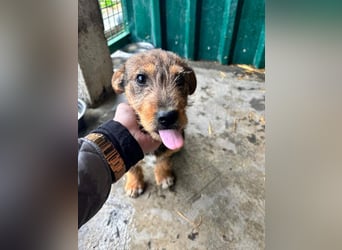 IRIS-zaubert ein Lächeln in jedes Gesicht-kleiner Welpe sucht dringend Für-immer-Zuhause