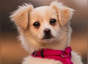 KIBA-ist verspielt und verschmust… ach, sie ist einfach zum Verlieben