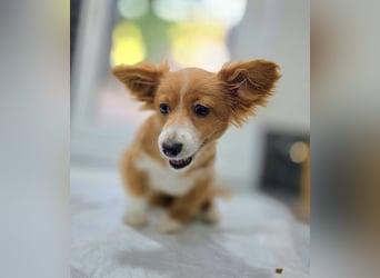 AYLA-Knopfaugen, Fledermausohren, ein Lächeln in Gesicht: das ist unsere süße kleine Ayla.