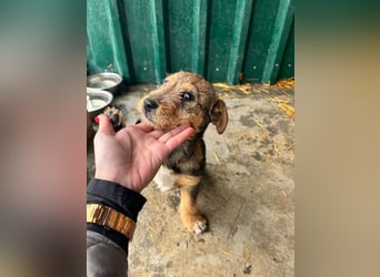 IRIS-zaubert ein Lächeln in jedes Gesicht-kleiner Welpe sucht dringend Für-immer-Zuhause