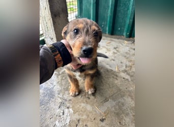 IRIS-zaubert ein Lächeln in jedes Gesicht-kleiner Welpe sucht dringend Für-immer-Zuhause