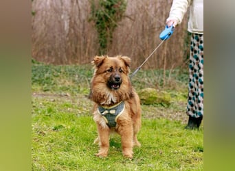 Süßer TINKU wartet auf gepacktem Köfferchen auf seine liebevolle Für-immer-Familie