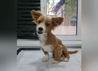 AYLA-Knopfaugen, Fledermausohren, ein Lächeln in Gesicht: das ist unsere süße kleine Ayla.