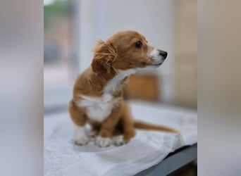 AYLA-Knopfaugen, Fledermausohren, ein Lächeln in Gesicht: das ist unsere süße kleine Ayla.