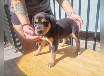 ARLÉS-kennt streichelnde Hände, Artgenossen, Liebe und Fürsorge jetzt ist er bereit für sein Zuhause