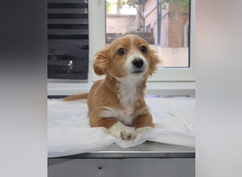 AYLA-Knopfaugen, Fledermausohren, ein Lächeln in Gesicht: das ist unsere süße kleine Ayla.