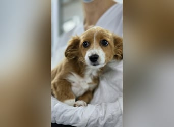 AYLA-Knopfaugen, Fledermausohren, ein Lächeln in Gesicht: das ist unsere süße kleine Ayla.