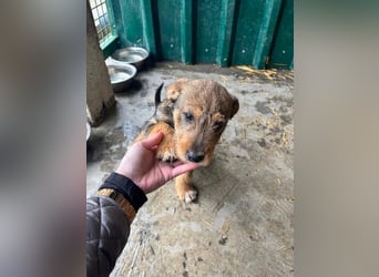 IRIS-zaubert ein Lächeln in jedes Gesicht-kleiner Welpe sucht dringend Für-immer-Zuhause