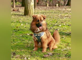 Süßer TINKU wartet auf gepacktem Köfferchen auf seine liebevolle Für-immer-Familie