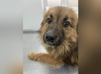 Süßer TINKU wartet auf gepacktem Köfferchen auf seine liebevolle Für-immer-Familie