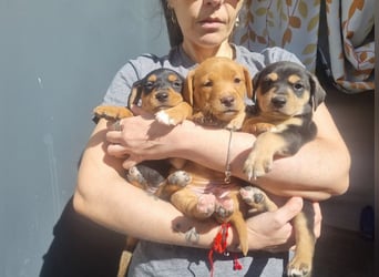 ARLÉS-kennt streichelnde Hände, Artgenossen, Liebe und Fürsorge jetzt ist er bereit für sein Zuhause