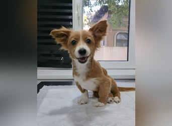 AYLA-Knopfaugen, Fledermausohren, ein Lächeln in Gesicht: das ist unsere süße kleine Ayla.