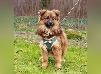 Süßer TINKU wartet auf gepacktem Köfferchen auf seine liebevolle Für-immer-Familie