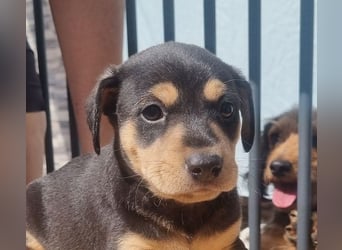 ARLÉS-kennt streichelnde Hände, Artgenossen, Liebe und Fürsorge jetzt ist er bereit für sein Zuhause