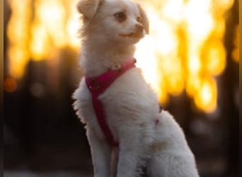 KIBA-ist verspielt und verschmust… ach, sie ist einfach zum Verlieben