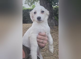 POLDI-wartet in 79312 Emmendingen- Kleiner Charmeur sucht sein Für-immer-Zuhause.