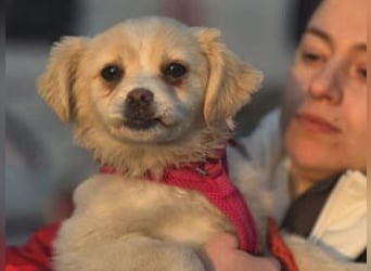 KIBA-ist verspielt und verschmust… ach, sie ist einfach zum Verlieben