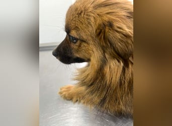 Süßer TINKU wartet auf gepacktem Köfferchen auf seine liebevolle Für-immer-Familie