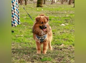 Süßer TINKU wartet auf gepacktem Köfferchen auf seine liebevolle Für-immer-Familie