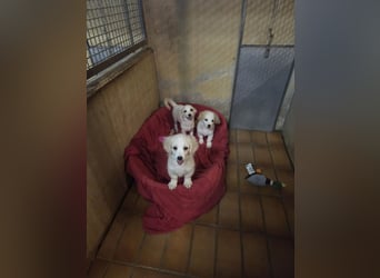 POLDI-wartet in 79312 Emmendingen- Kleiner Charmeur sucht sein Für-immer-Zuhause.