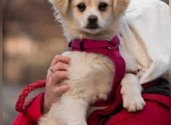 KIBA-ist verspielt und verschmust… ach, sie ist einfach zum Verlieben